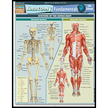 Cover Image For BARCHARTS ANATOMY FUNDAMENTALS