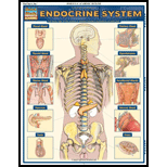 Cover Image For BARCHARTS ENDOCRINE SYSTEM