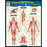 Cover Image For BARCHARTS MUSCULAR SYSTEM
