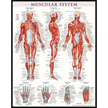 Cover Image For BARCHARTS MUSCULAR SYSTEM