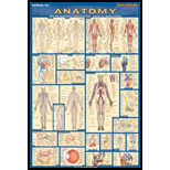 Cover Image For BARCHARTS POSTER-ANATOMY 