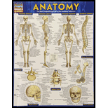 Cover Image For BARCHARTS ANATOMY