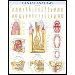 Cover Image For BARCHARTS DENTAL ANATOMY