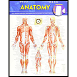Cover Image For BARCHART EASEL ANATOMY   