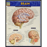 Cover Image For BARCHART BRAIN