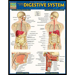 Cover Image For BARCHART ANATOMY OF DIGESTIVE SYSTEM