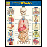 Cover Image For BARCHARTS ANATOMY OF THE ORGANS
