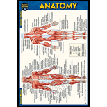 Cover Image For BARCHARTS ANATOMY POCKET 