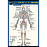 Cover Image For BARCHARTS ANATOMY OF THE CIRCULATORY SYSTEM