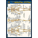 Cover Image For BARCHARTS ANATOMY OF SKELETAL SYSTEM