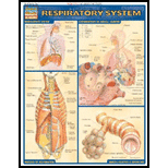 Cover Image For BARCHARTS RESPIRATORY SYSTEM