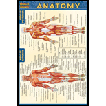 Cover Image For BARCHARTS POCKET ANATOMY 