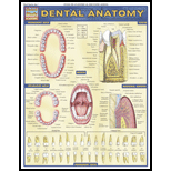 Cover Image For BARCHARTS DENTAL ANATOMY 