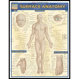 Cover Image For BARCHARTS SURFACE ANATOMY