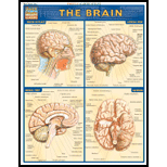 Cover Image For BARCHARTS BRAIN          