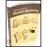 Image for VISUAL ANALOGY GUIDE TO HUMAN ANATOMY