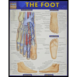 Cover Image For BARCHARTS THE FOOT       