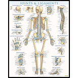 Cover Image For BARCHARTS JOINTS & LIGAMETS