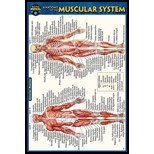 Cover Image For BARCHARTS ANATOMY OF MUSCULAR SYSTEM